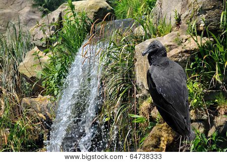 Black Vulture Latin name Coragyps atratus