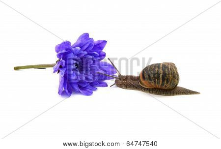 Snail Approaches A Cut Blue Chrysanthemum Bloom