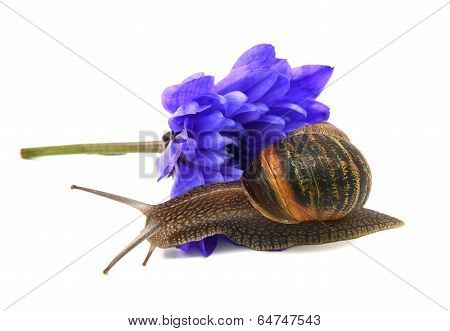 Garden Snail Slides Over The Petals Of A Blue Chrysanthemum Flower