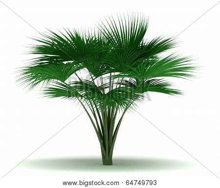 Single Sea Coconut Tree