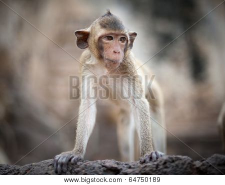 Lopburi Thailand. Monkey ( Crab-eating or Long-tailed macaque ) in Prang Sam Yot temple. Khmer ancient Buddhist pagoda ruins are famous thai tourist travel destination. 