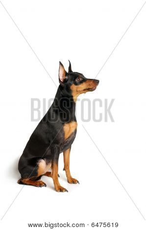 Černá Miniatura Pinscher