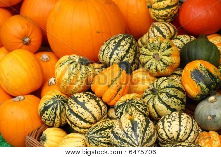 Pumpor och Squash