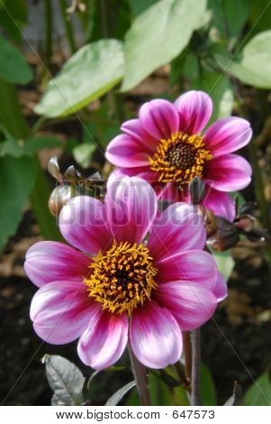 Dalia fiori