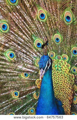 Peacock