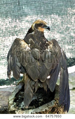 Eagle With A Broken Wing