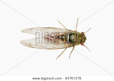 Cicada Insect Isolated On White Background.