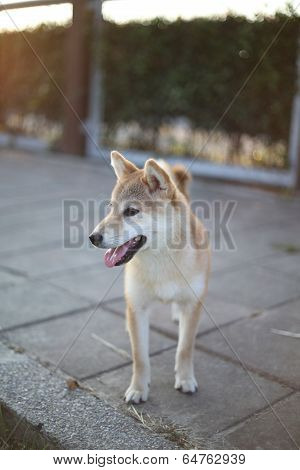 beautiful Shiba Inu dog outdoors