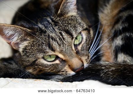 Egyptian Mau - evil cat