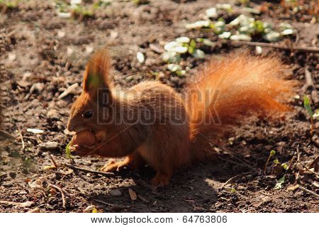 Squirrel Eats A Nut