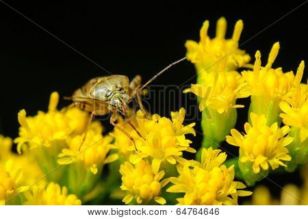 Stink Bug On Goldenrod Flowers