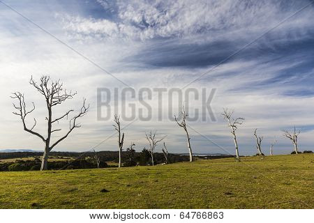 Typical Countryside Landscape With Dead Trees. Bingie. Nsw. Australia