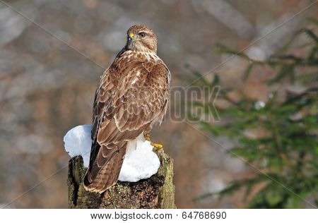 Common buzzard