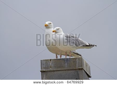 Herring Gull