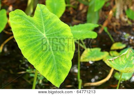 Bright Green Leaves In The Forest.