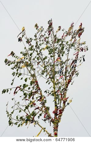 Large maypole tree with ribbons