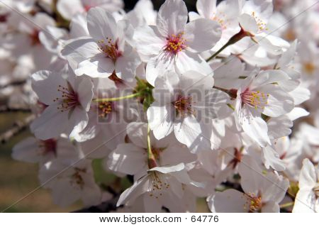 Flores de cerezo