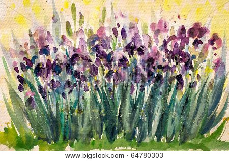 Irises
