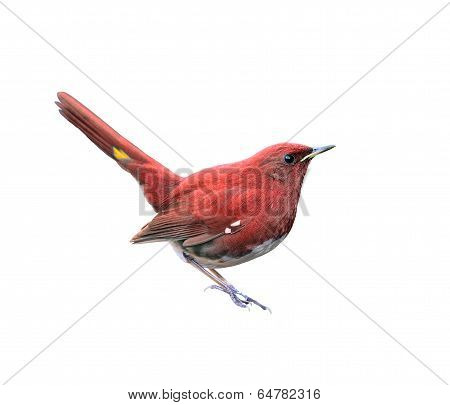 Beautiful Red Bird In Fancy Color Isolated On White Background