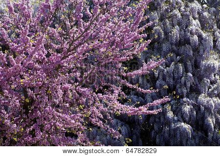 Redbud Tree Branch