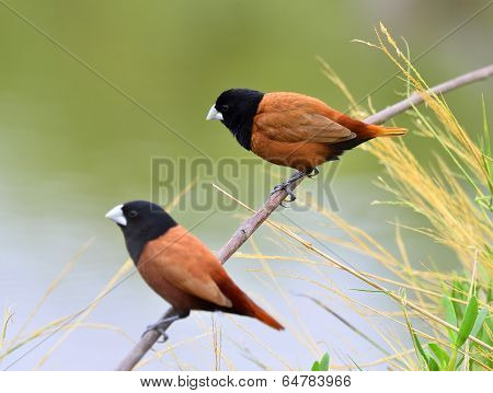 Black-headed Munia Bird On The Branch With Clear Green Background Breeding Season