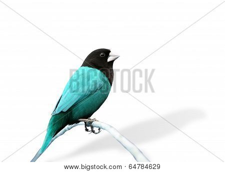 Blue Bird In Fancy Color (black-headed Munia)