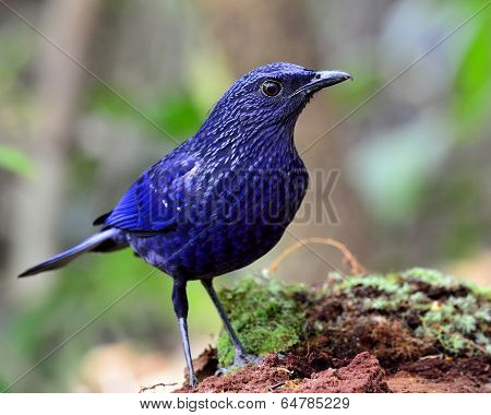 Blue-whistling Thrush (monticola Solitarius), A Dark Blue Bird Standing On The Log