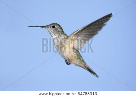 Broad-tailed Hummingbird (selasphorus Platycercus)