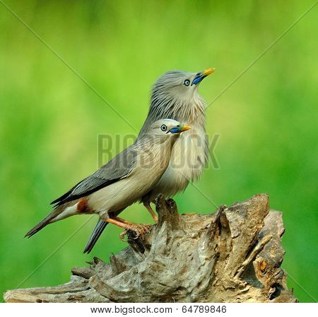 Lovely Pair Of Chestnut-tailed Starling Birds (sturnus Malabaricus)