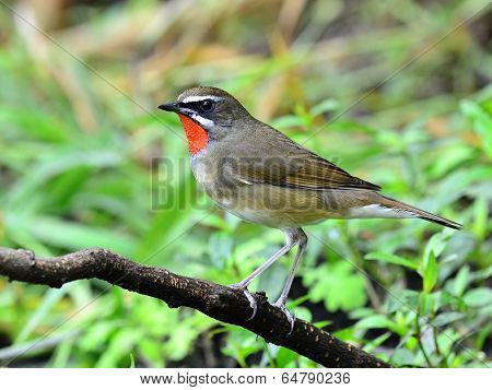 Male Of Siberian Rubythroat Bird (luscinia Sibilans) Standing On The Branch