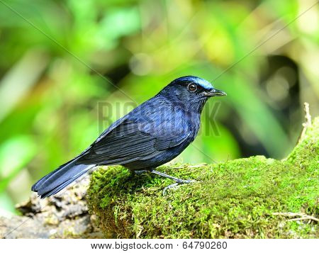 Male Of White-tailed Robin (cinclidium Leucurum) Dark Blue Bird Standing On Mossy Rock
