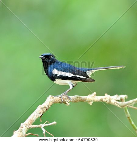 Oriental Megpie Robin Bird (copsychus Saularis) Perching On Nice Branch With Nice Green Blackground
