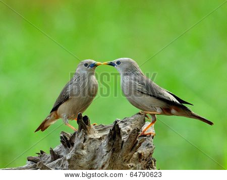 Pair Of Chestnut-tailed Starling Birds Are Kissing In Very Romantic Moments (sturnus Malabaricus)