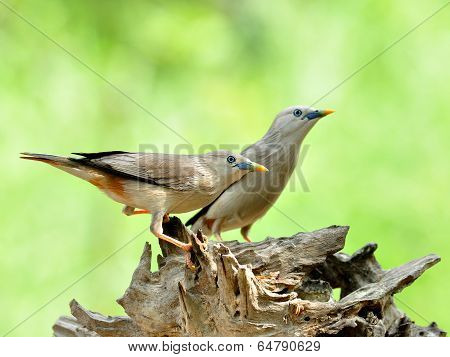 Pair Of Chestnut-tailed Starling Birds (sturnus Malabaricus) In Love Standing On Nice Log