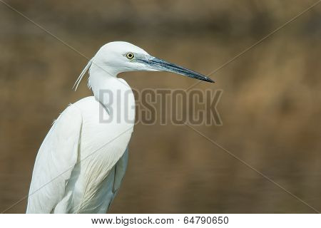 A Portrait Of A White Western Reef Heron (egretta Gularis)