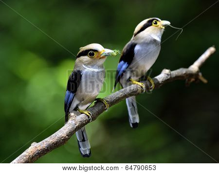 Pair Of Silver-breasted Broadbill (serilphus Lunatus) Family Bird Sitting Together On The Branch Wai