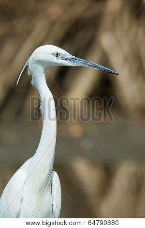 A Portrait Of A White Western Reef Heron (egretta Gularis)
