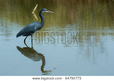 A Western Reef Heron (egretta Gularis) Reflected In Water