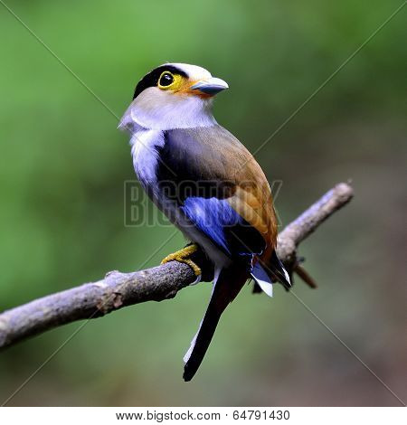Silver-breasted Broadbill Bird (serilphus Lunatus) Nice Perching On The Branch With Face Turning Aro