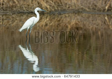 A White Morph Western Reef Heron Reflected In The Mangroves