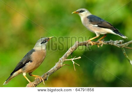 Two of Venus-breasted Starling birds (Sturnus burnammicus) perching on the same branch
