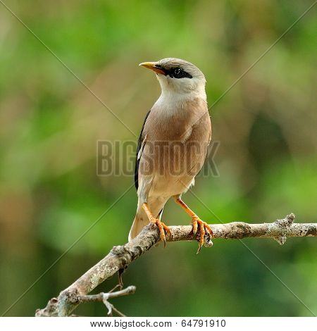 Venus-breasted Starling (sturnus Burnammicus) Standing On The Branch