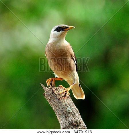 Venus-breasted Starling (sturnus Burnammicus) Birdperching On Top Of The Branch