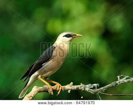 Venus-breasted Starling Bird (sturnus Burnammicus) Standing On The Branch