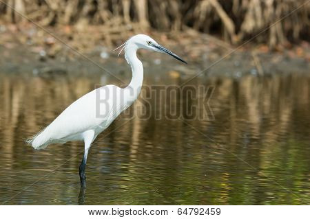A White Western Reef Heron (egretta Gularis) Standing In The Mangroves