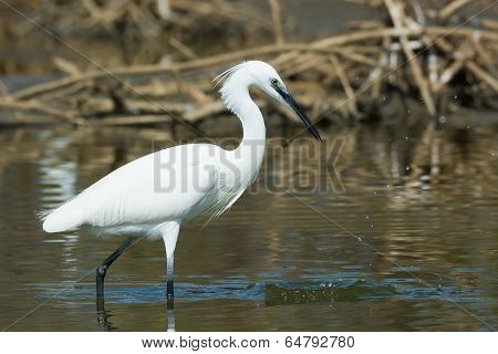 A White Western Reef Heron (egretta Gularis) That Just Missed On A Strike