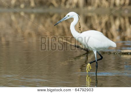 A White Western Reef Heron (egretta Gularis) Wading With Foot Raised