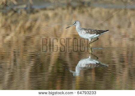 Common Greenshank (tringa Nebularia) On A Muddy Bank