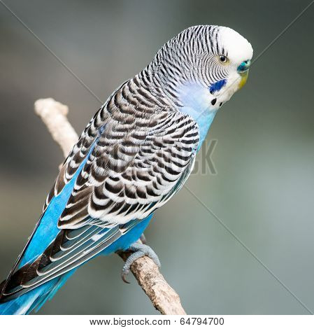 Light Blue Budgie