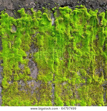 Moss On Wall